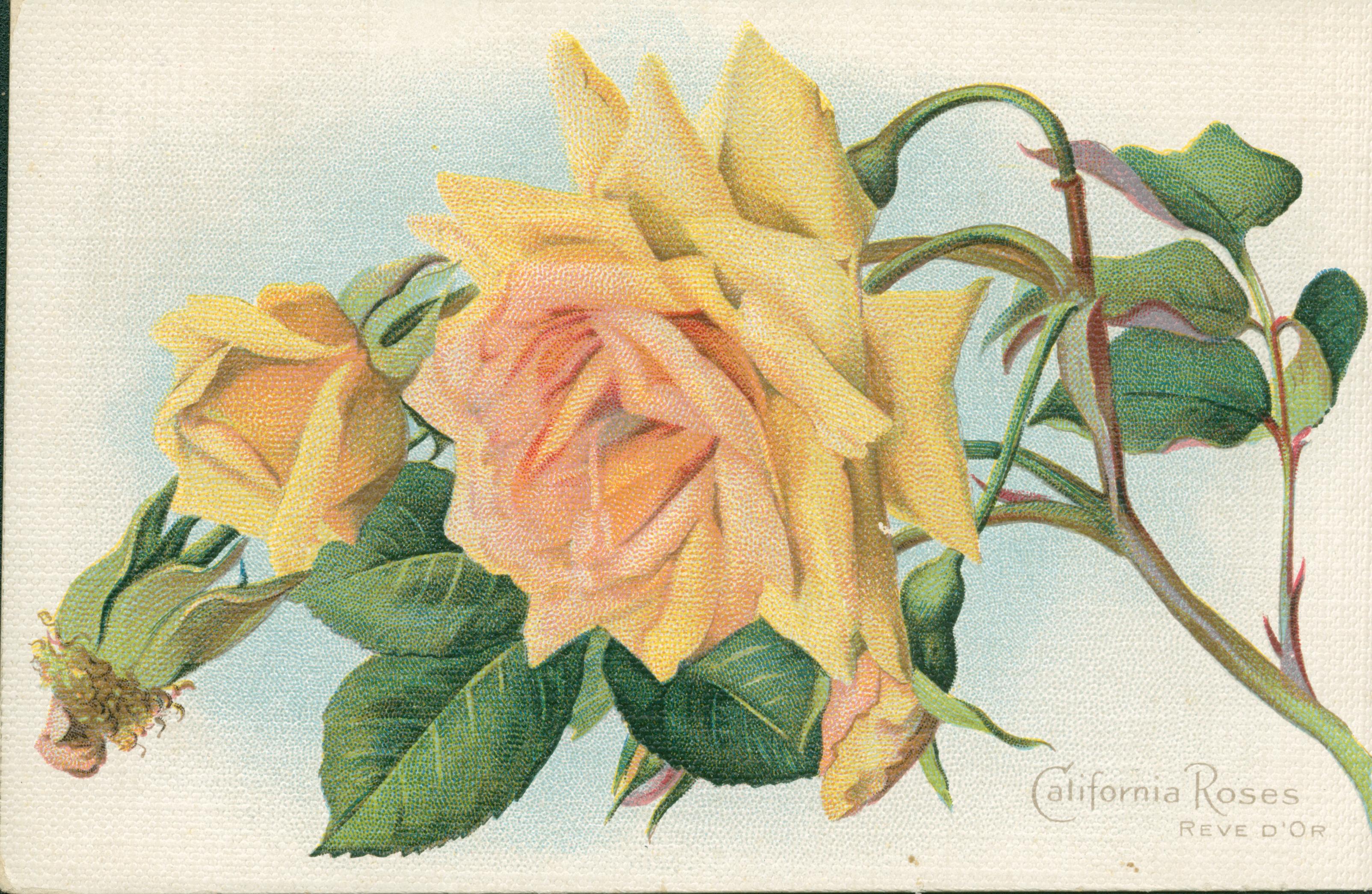 Shows a sprig of four yellow roses in various states of bloom